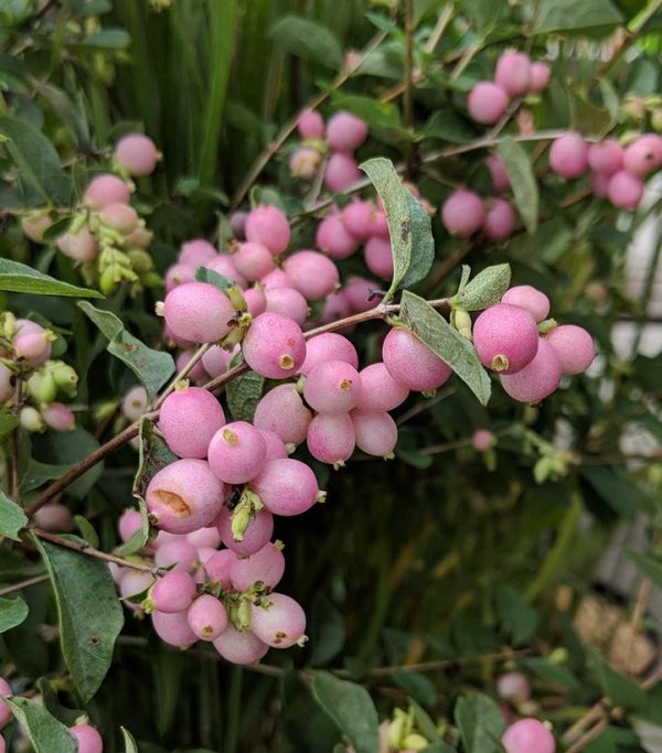 SYMPHORICARPOS X DOOR. `CANDY`