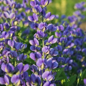 BAPTISIA DECADENCE `BLUEBERRY SUNDAE`