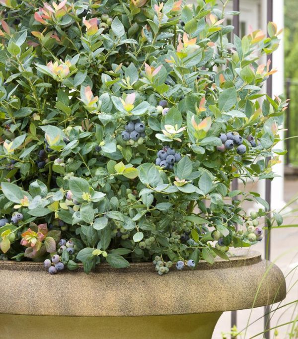 VACCINIUM `PINK ICING`