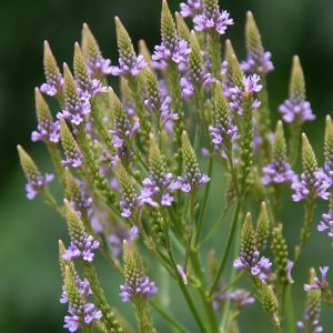VERBENA HASTATA