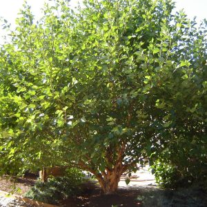 BETULA NIGRA `FOX VALLEY` - MULTISTEM