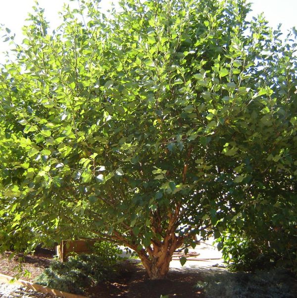BETULA NIGRA `FOX VALLEY` - MULTISTEM