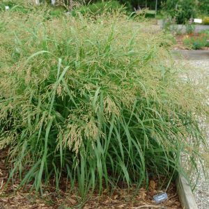 PANICUM VIRGATUM `CAPE BREEZE`