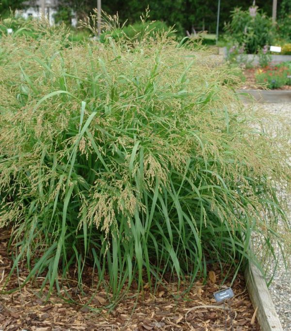 PANICUM VIRGATUM `CAPE BREEZE`