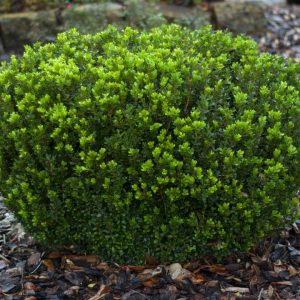 BUXUS MACROPHYLLA ASIAT. `BABY GEM`