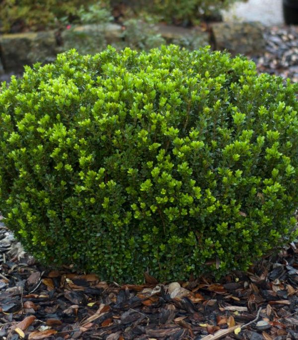 BUXUS MACROPHYLLA ASIAT. `BABY GEM`