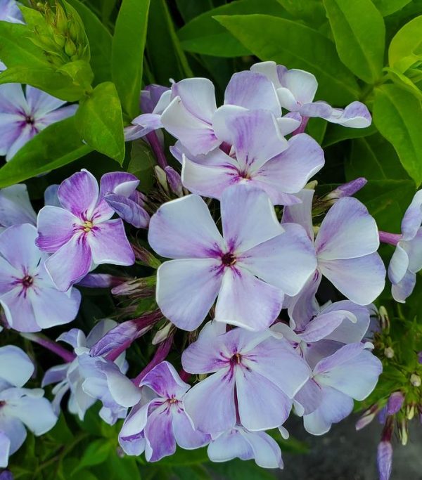 PHLOX `VOLCANO LILAC SPLASH`