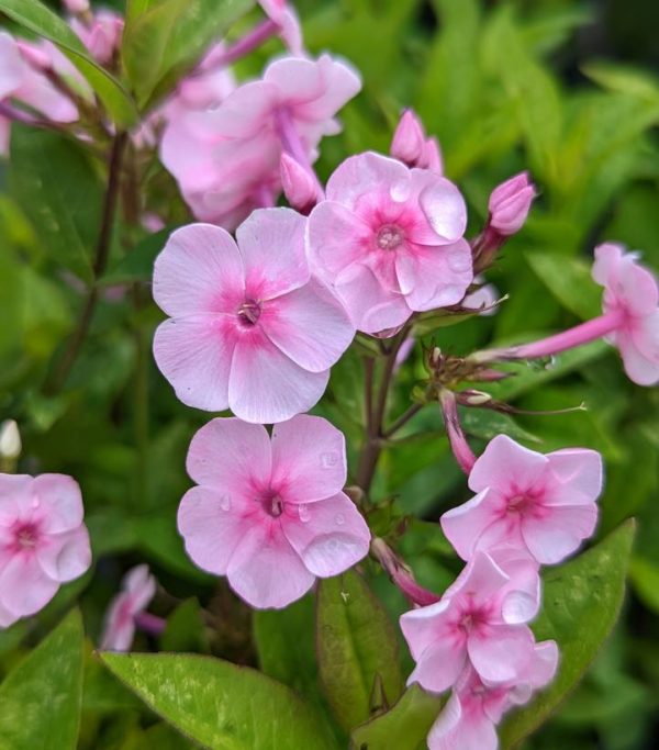 PHLOX `VOLCANO SOFT PINK/DARK EYE`