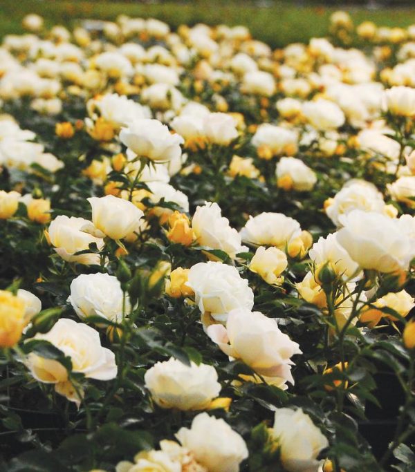ROSA `DRIFT POPCORN`
