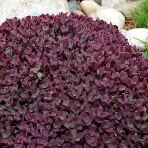 SEDUM SUN SPARKLER `FIRECRACKER`