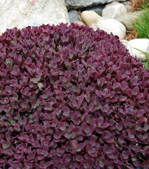 SEDUM SUN SPARKLER `FIRECRACKER`
