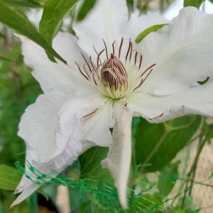 CLEMATIS `HYDE HALL` (MUST SLEEVE)