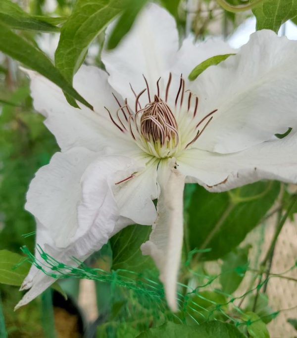 CLEMATIS `HYDE HALL` (MUST SLEEVE)