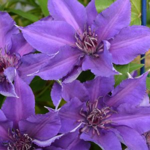 CLEMATIS `EDDA` (MUST SLEEVE)