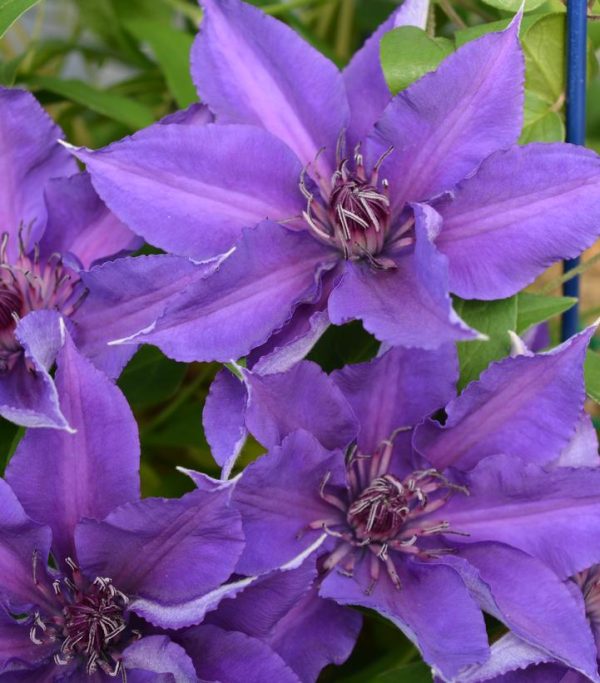 CLEMATIS `EDDA` (MUST SLEEVE)