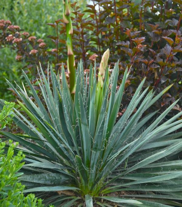 YUCCA FILAMENTOSA `EXCALIBUR`