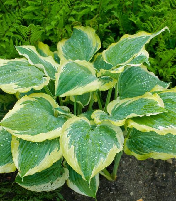 HOSTA SHADOWLAND `SEDUCER`