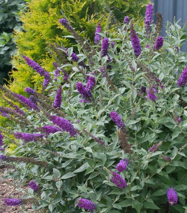 BUDDLEIA X `MISS VIOLET`