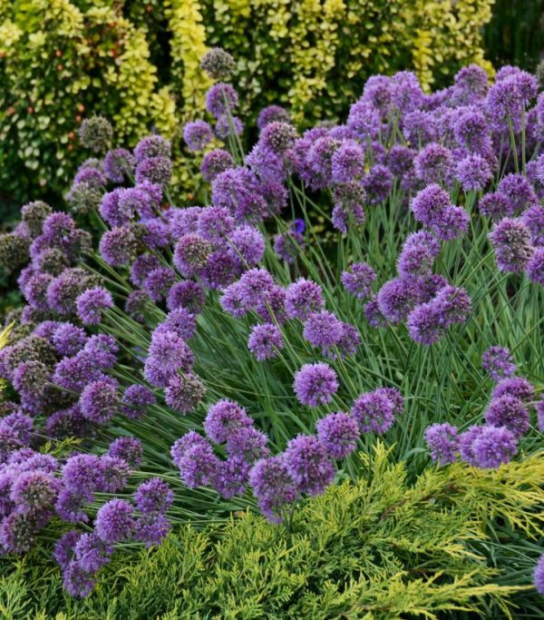 ALLIUM `MEDUSA`