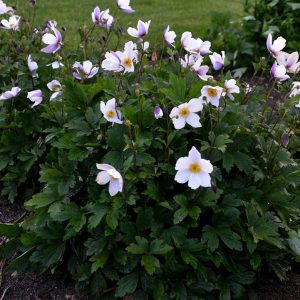 ANEMONE `WILD SWAN`
