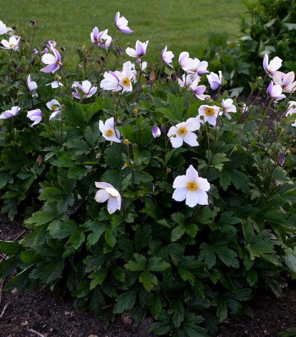 ANEMONE `WILD SWAN`