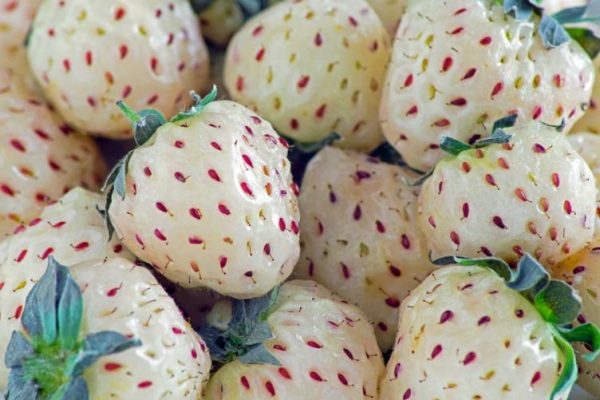 STRAWBERRY `WHITE CAROLINA`