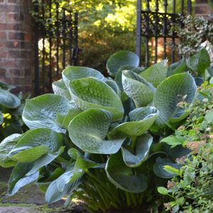 HOSTA `ABIQUA DRINKING GOURD`