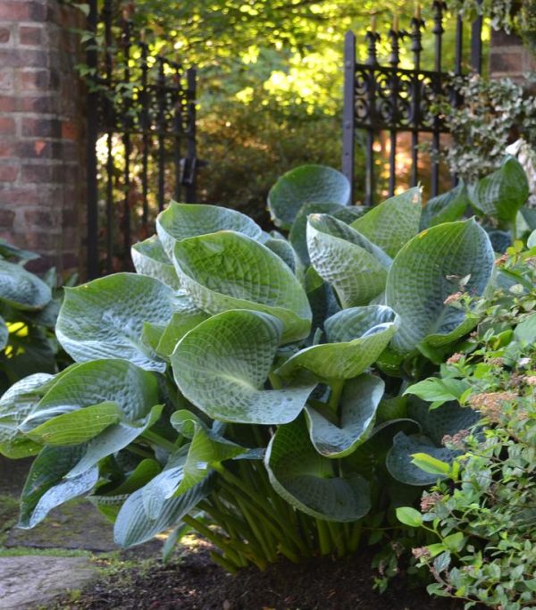 HOSTA `ABIQUA DRINKING GOURD`