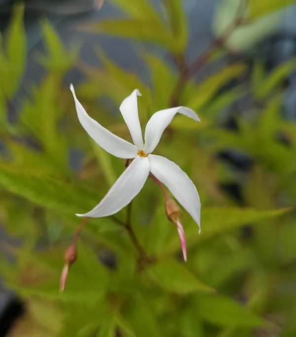 PORTERANTHUS TRIFOLIATUS (GILLENIA TRIFOLIATA)