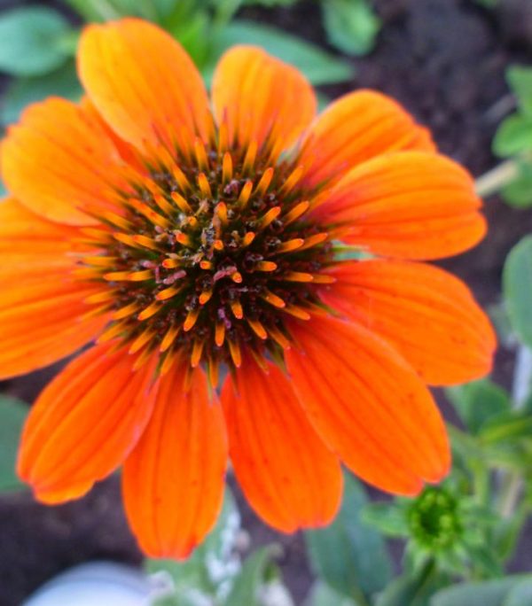 ECHINACEA SOMBRERO `ADOBE ORANGE`