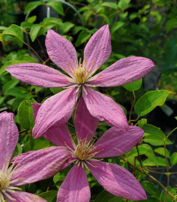 CLEMATIS `SALLY` (MUST SLEEVE)
