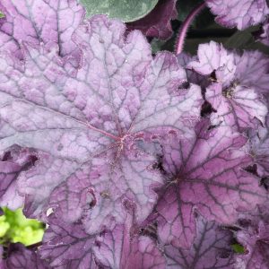 HEUCHERA `FOREVER PURPLE`