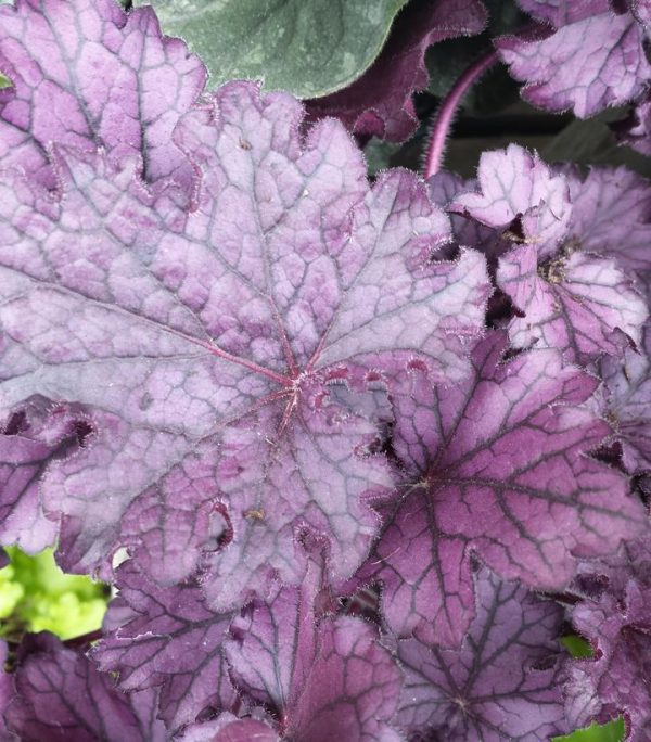 HEUCHERA `FOREVER PURPLE`