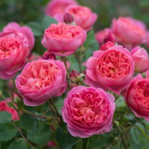 ROSA `BOSCOBEL`