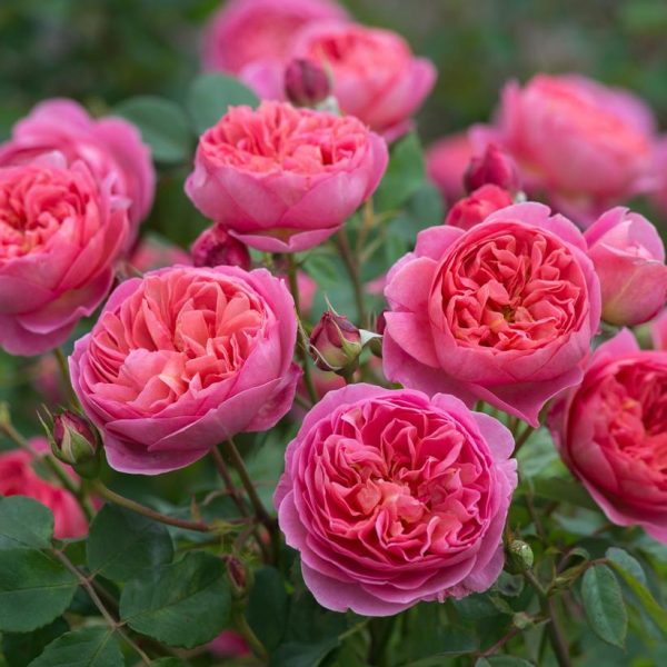 ROSA `BOSCOBEL`
