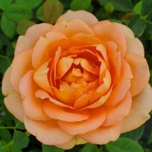 ROSA `LADY OF SHALLOT`