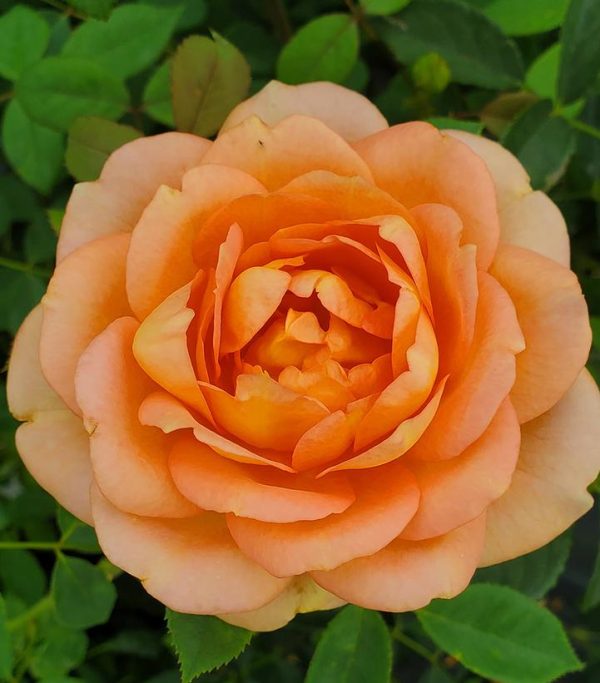 ROSA `LADY OF SHALLOT`