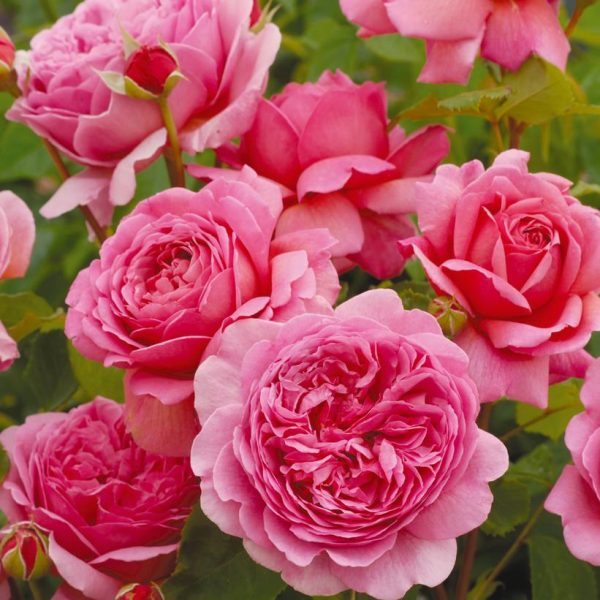 ROSA `PRINCESS ALEXANDRA OF KENT`