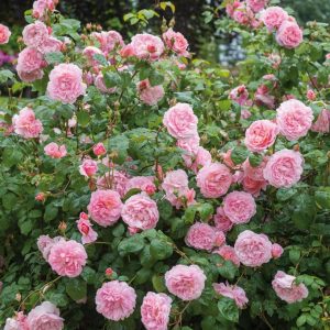 ROSA `STRAWBERRY HILL`