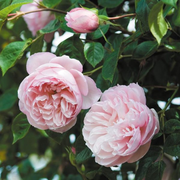 ROSA `THE GENEROUS GARDENER`