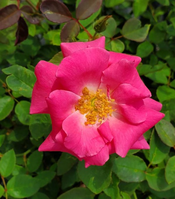 ROSA `ZEPHIRINE DROUHIN` - CL