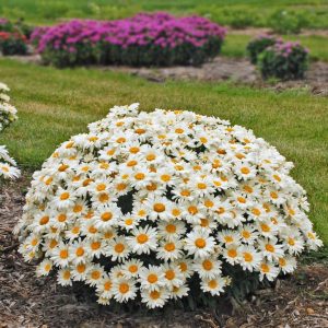 LEUCANTHEMUM `WHOOPS-A-DAISY`
