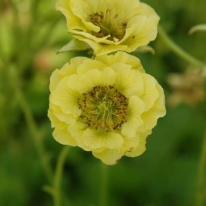 GEUM COCKTAIL `BANANA DAIQUIRI`