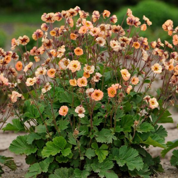 GEUM COCKTAIL `MAI TAI`