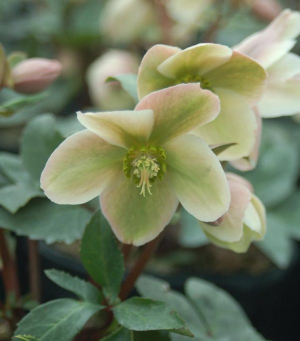 HELLEBORUS X `IVORY PRINCE`
