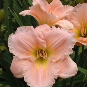 HEMEROCALLIS `BARBARA MITCHELL` - PINK
