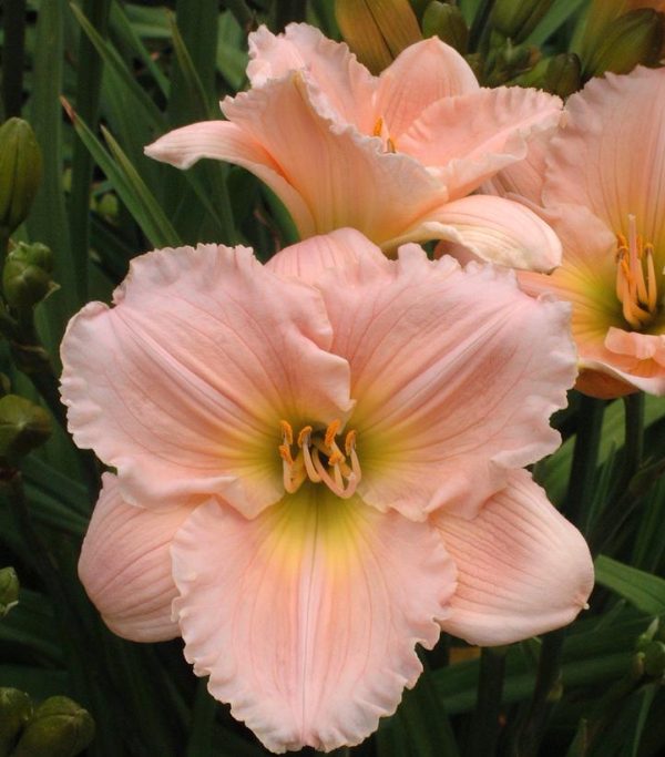 HEMEROCALLIS `BARBARA MITCHELL` - PINK