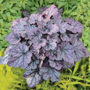 HEUCHERA `GRAPE EXPECTATIONS`