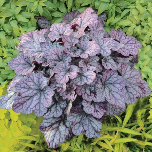 HEUCHERA `GRAPE EXPECTATIONS`