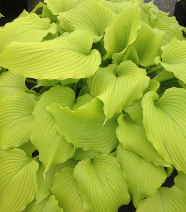 HOSTA `DANCING QUEEN`